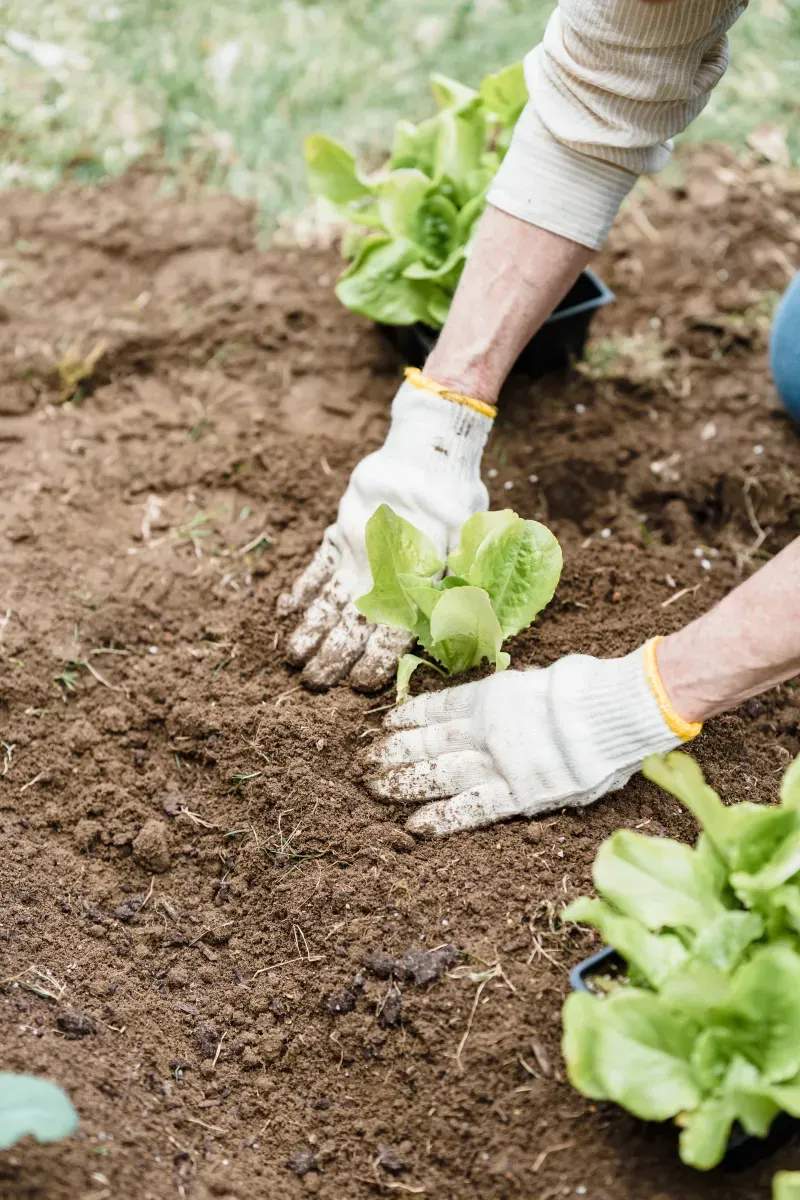 Frühjahrsstart im Garten: So gelingt der erste Pflegeschnitt