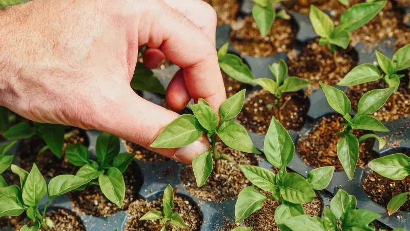 Naturnahe Gartengestaltung: Mehr Vielfalt für kleine und große Flächen