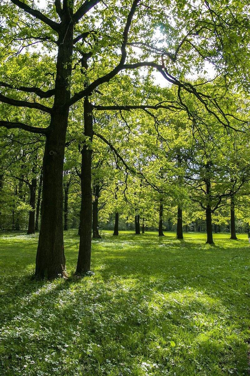 Grünraum Gartenservice GmbH 4
