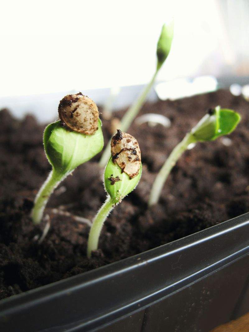 Grünraum Gartenservice GmbH 7