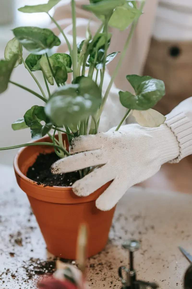 Gartenneuanlage und Umgestaltung